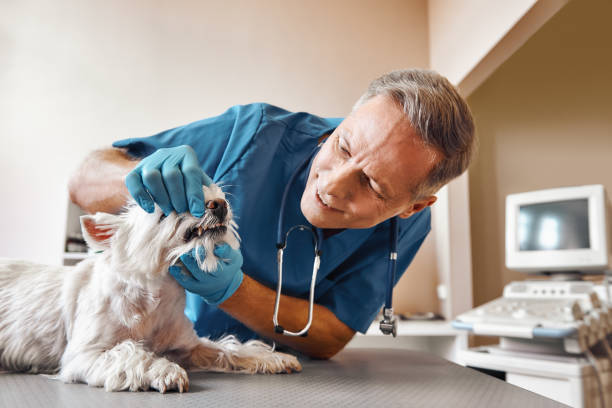 Best Emergency Dental Care for Trauma or Injury in Comstock Park, MI